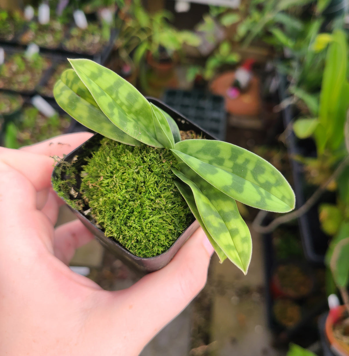 Paphiopedilum tonsum var. curtisifolium 'Frenchtown'