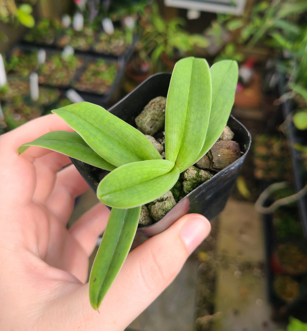 Paphiopedilum fairrieanum 'Tower' x ('Better Half Yet' x self)