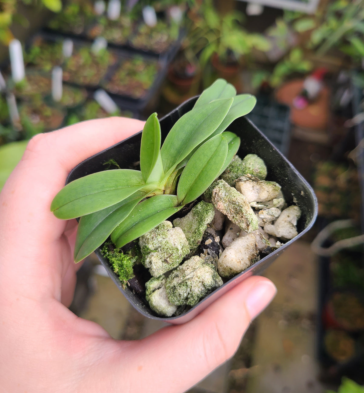 Paphiopedilum fairrieanum 'Tower' x ('Better Half Yet' x self)