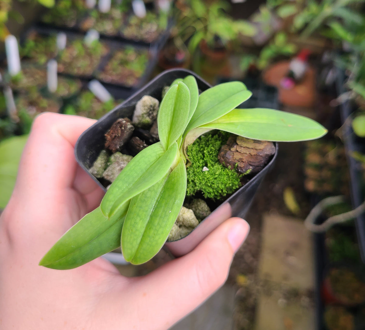 Paphiopedilum fairrieanum 'Tower' x ('Better Half Yet' x self)