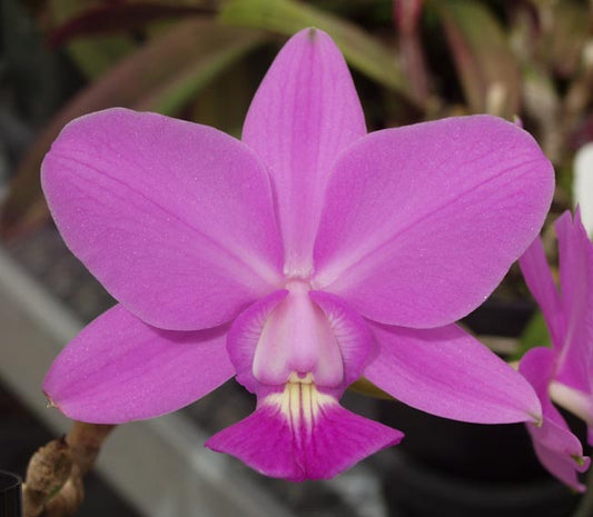 Cattleya walkeriana 'Kula' 4N x 'Pauwela' 4N