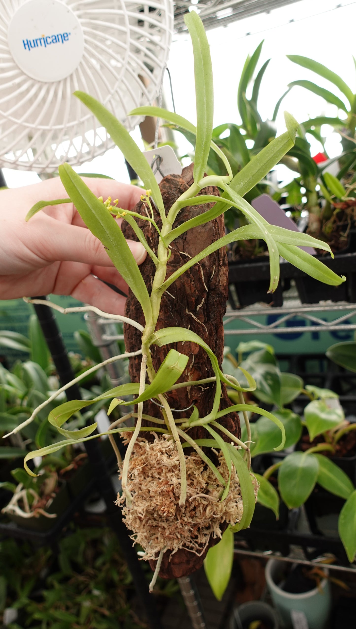 Smitinandia helferi