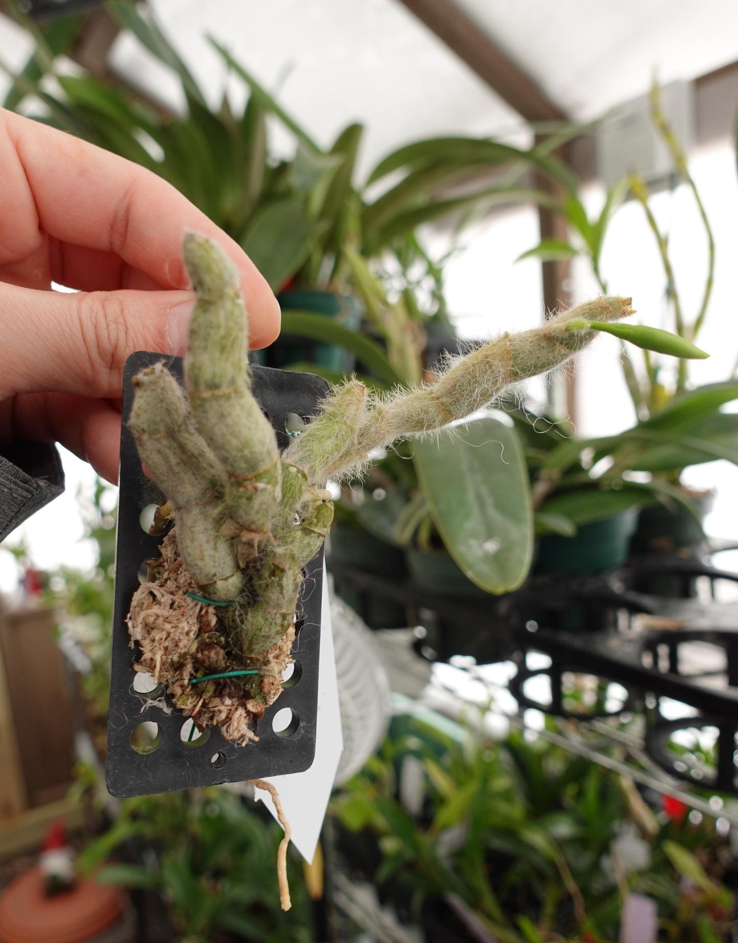 Dendrobium senile