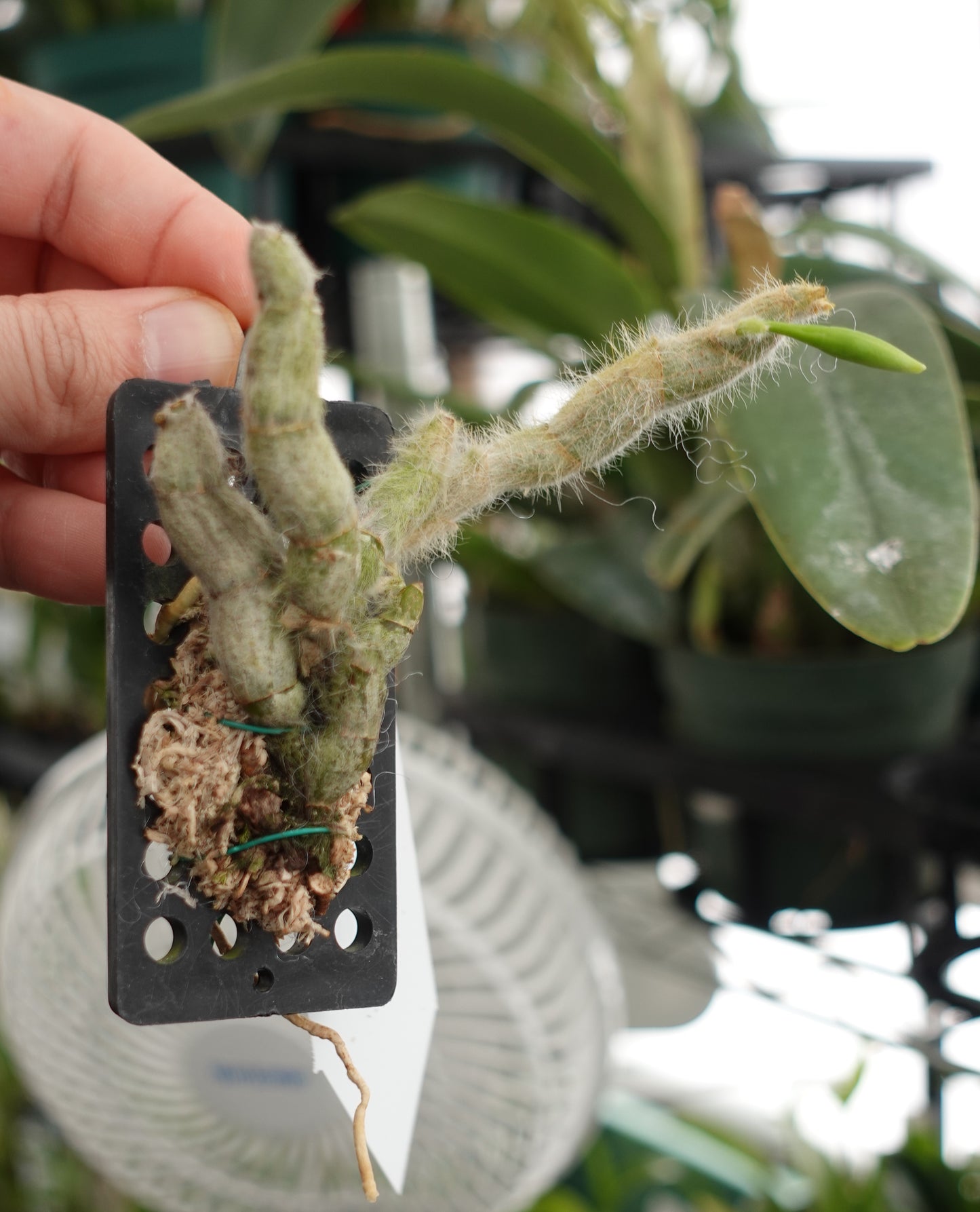 Dendrobium senile