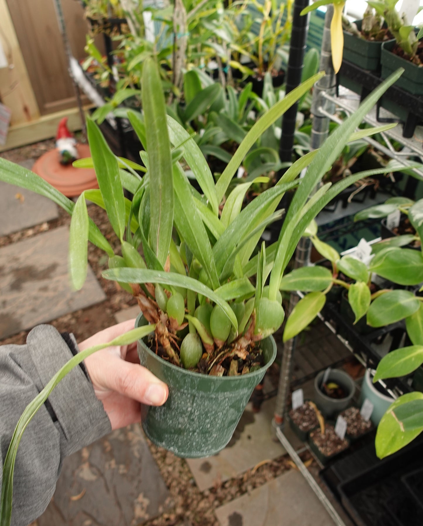 Maxillariella variabilis