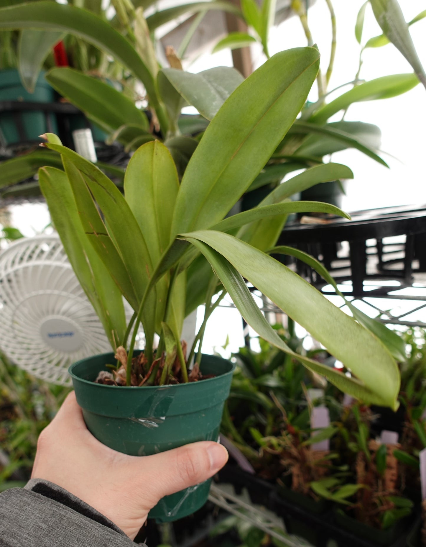 Maxillaria hennisiana