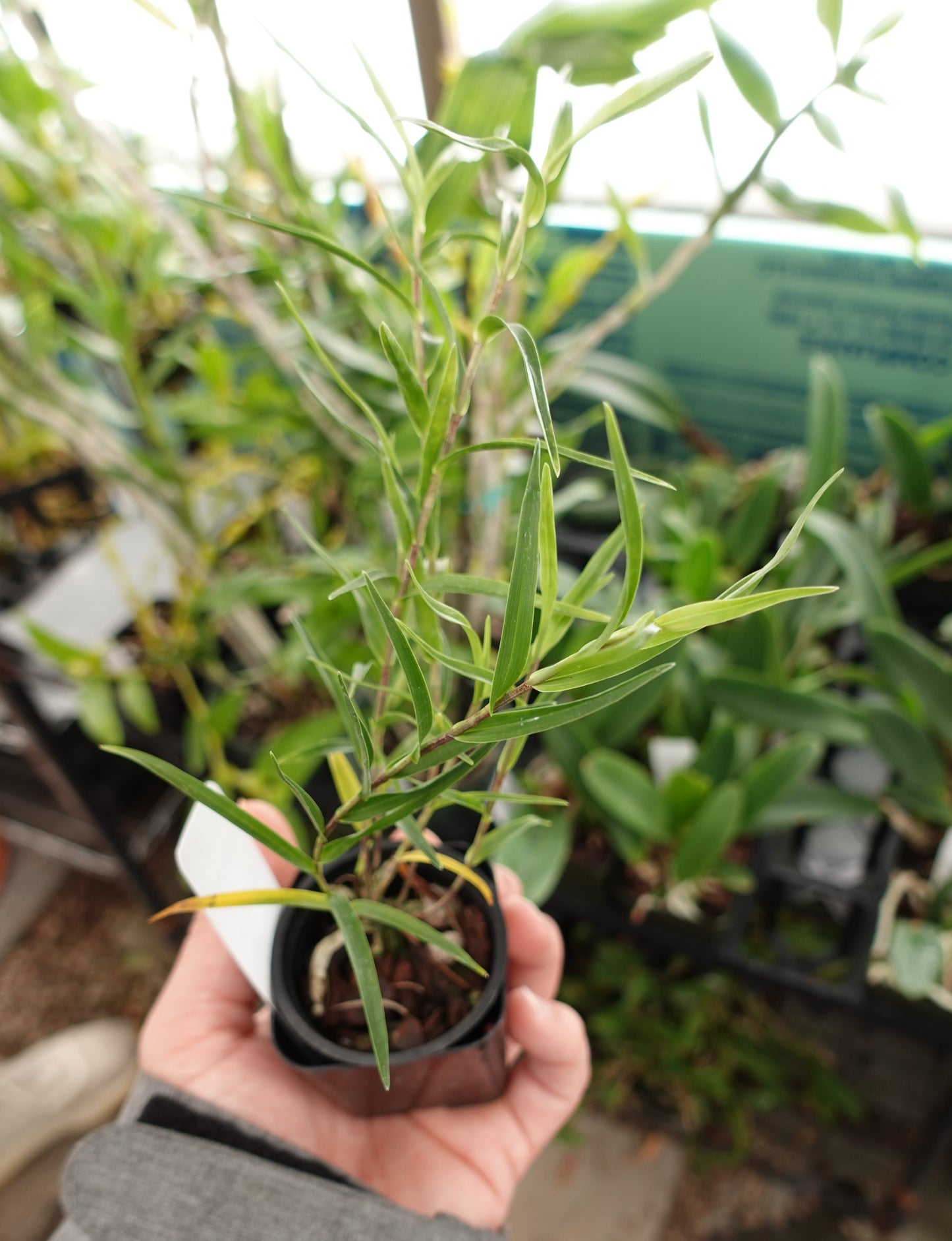 Epidendrum centropetalum 'Simply Irrisistable' x self