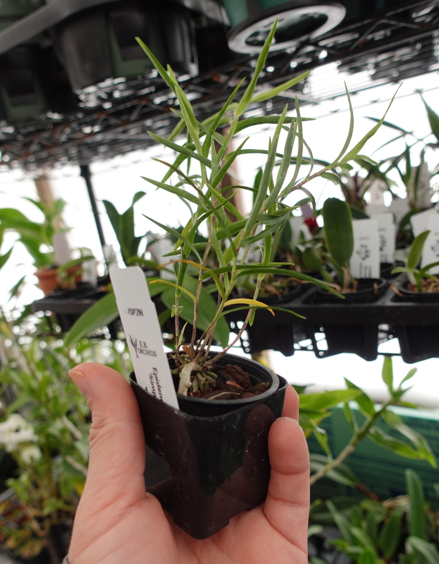 Epidendrum centropetalum 'Simply Irrisistable' x self