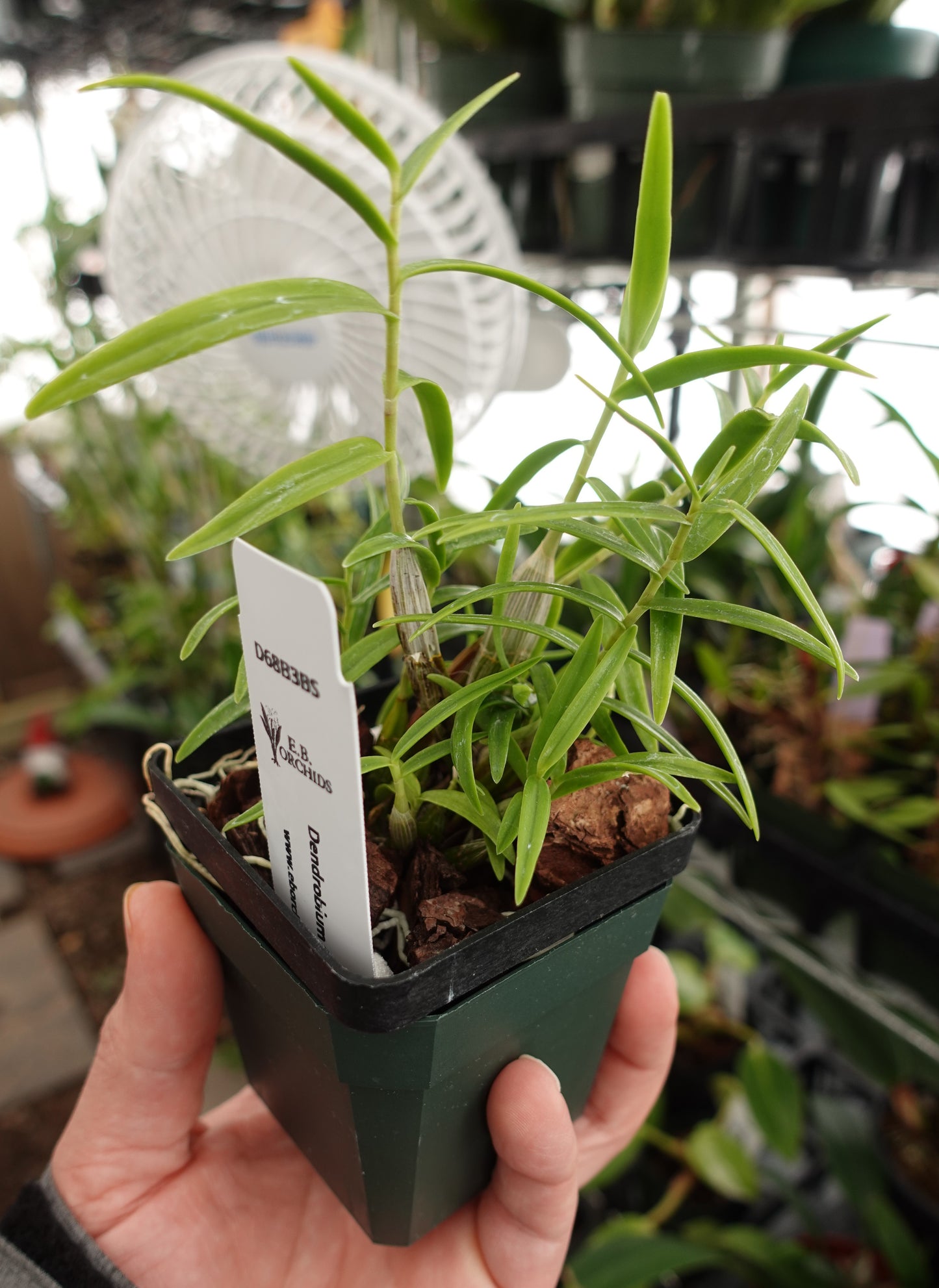 Dendrobium faciferum