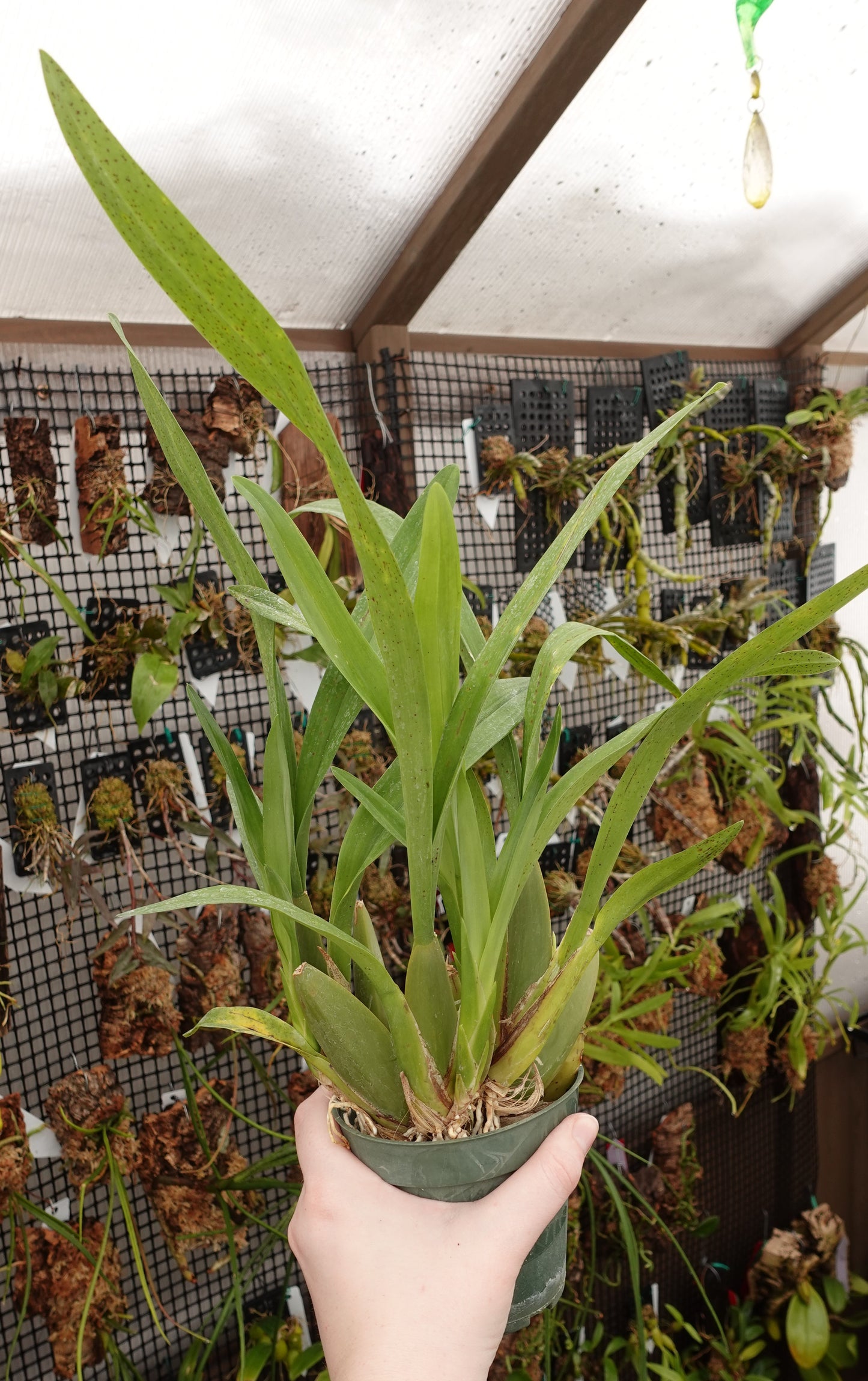 Oncidium planilabre