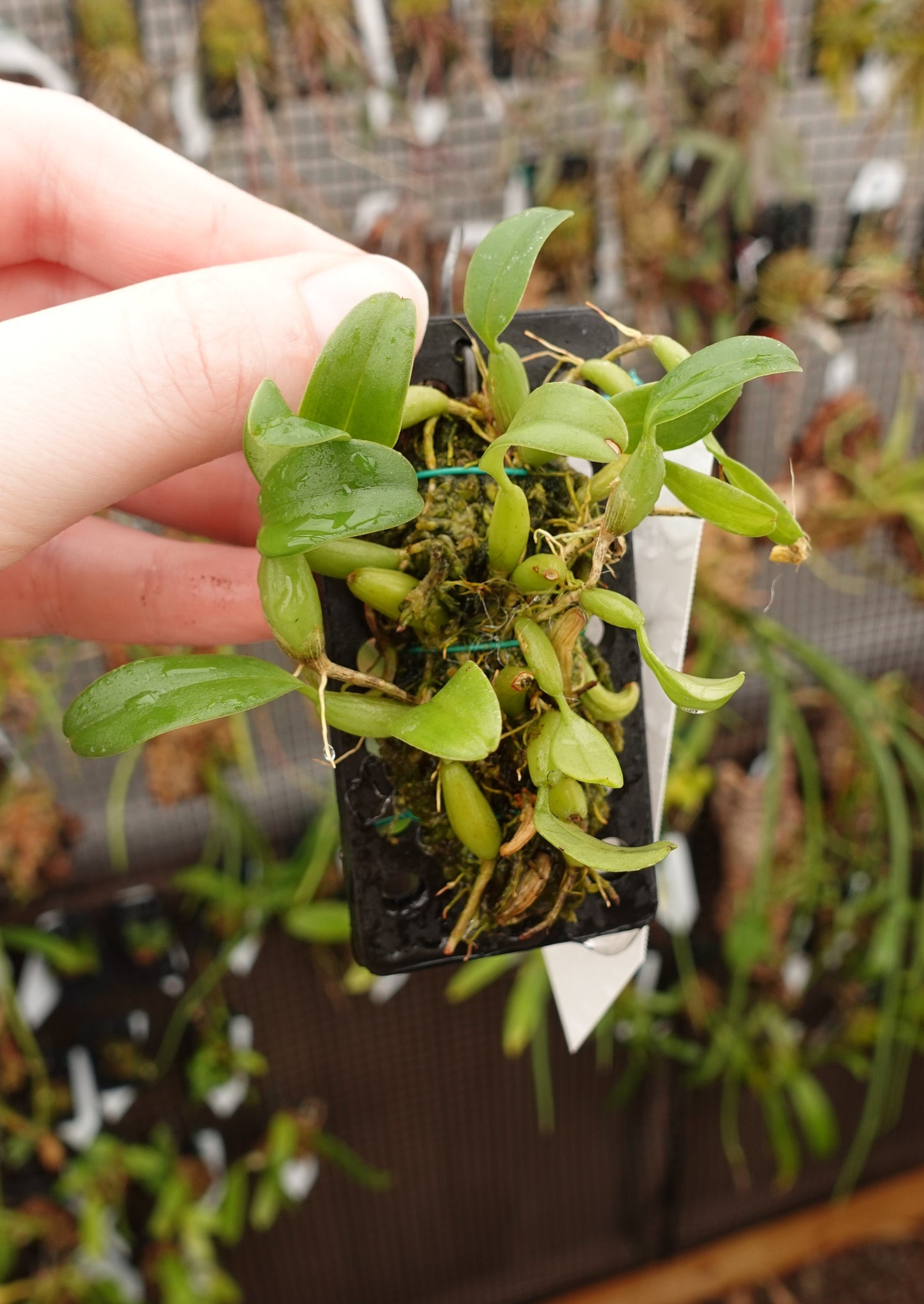 Bulbophyllum odoratissimum (syn. congestum)