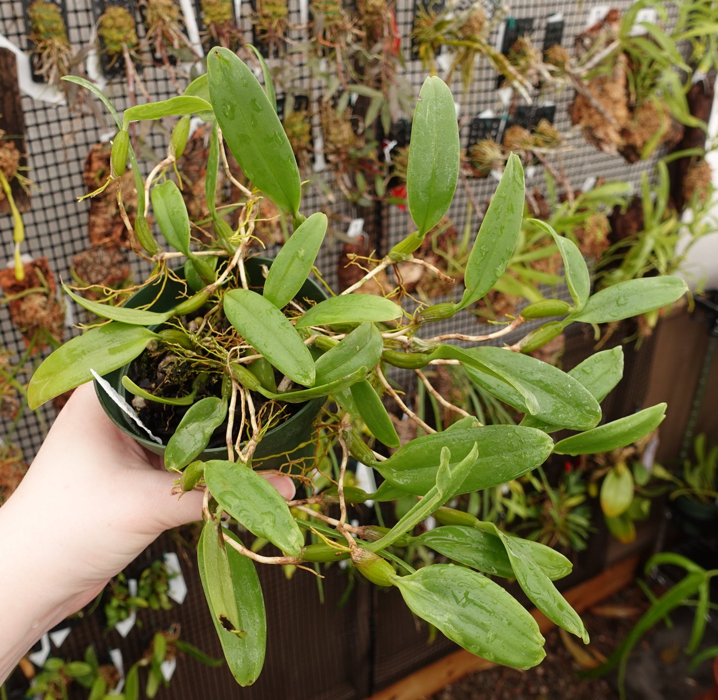 Bulbophyllum odoratissimum (syn. congestum)