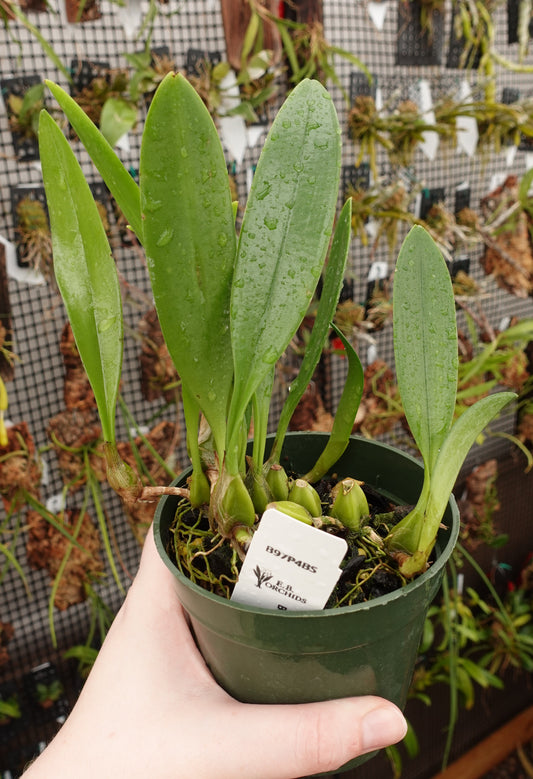 Bulbophyllum corolliferum