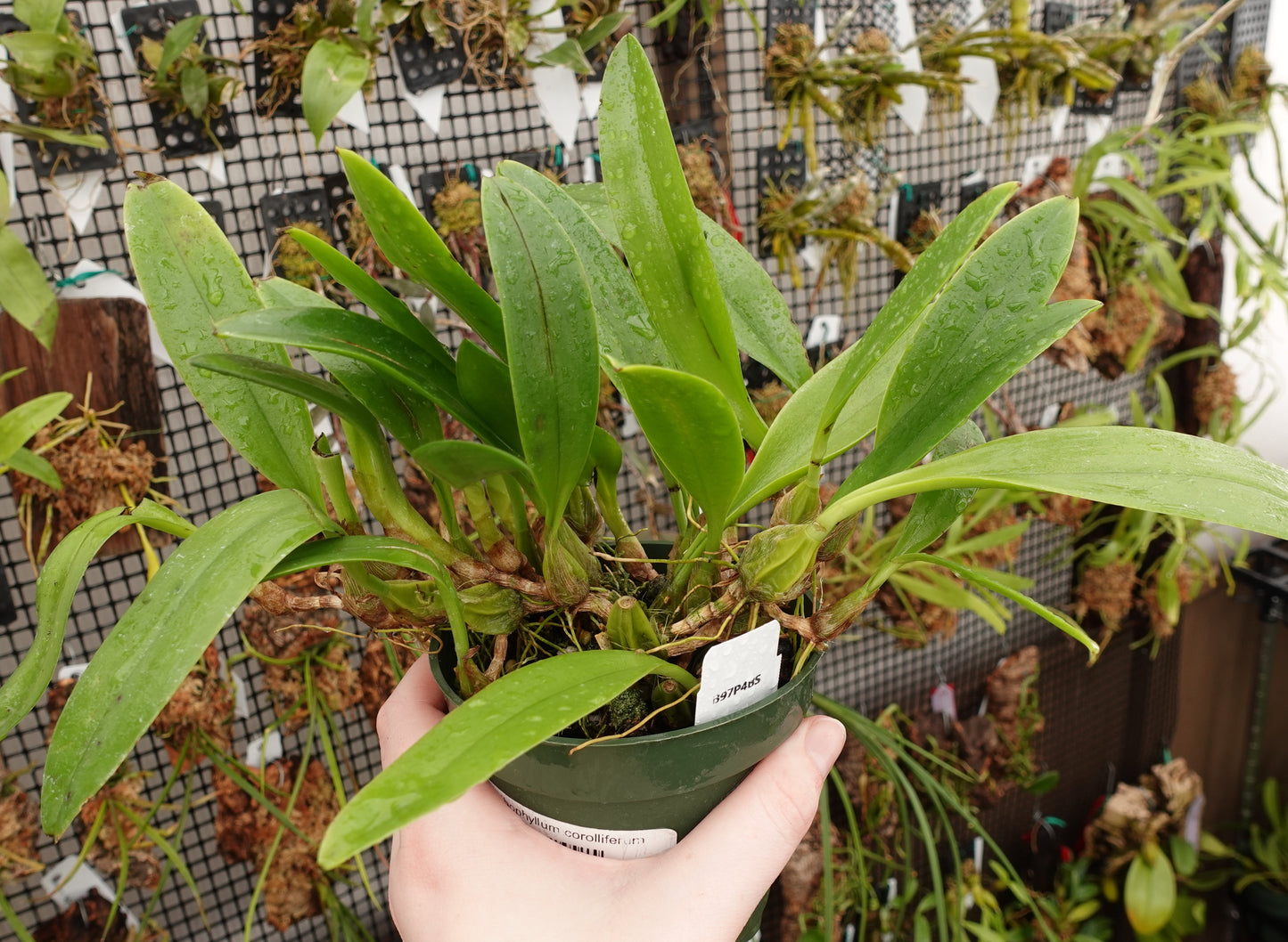 Bulbophyllum corolliferum