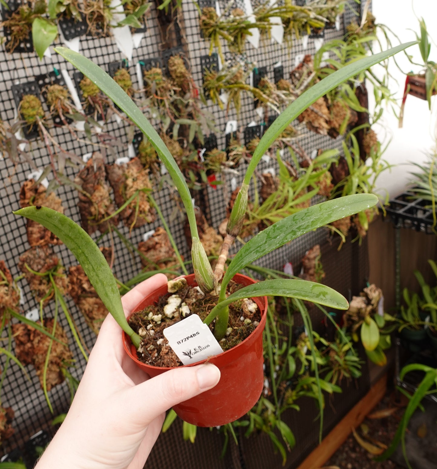 Bulbophyllum affine