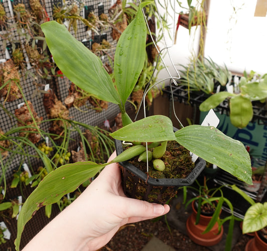 Coelogyne Odyssey