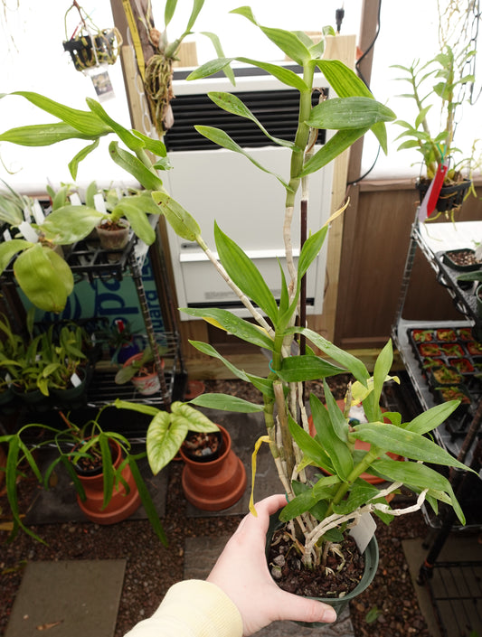 Dendrobium goldschmidtianum (syn. miyakei) x sib ('T3' x 'Hsinying')