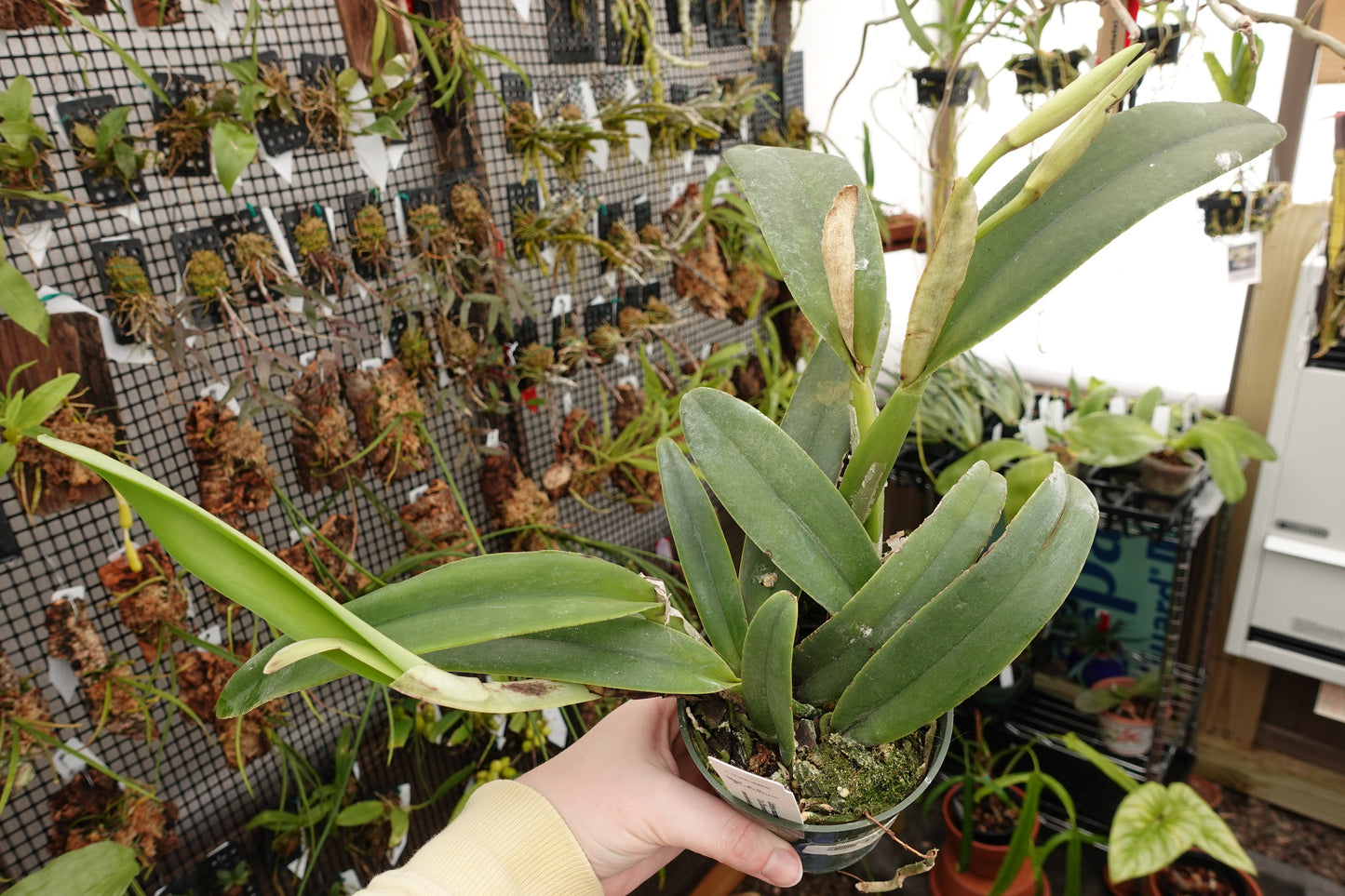 Cattleya maxima 'La Churonita'