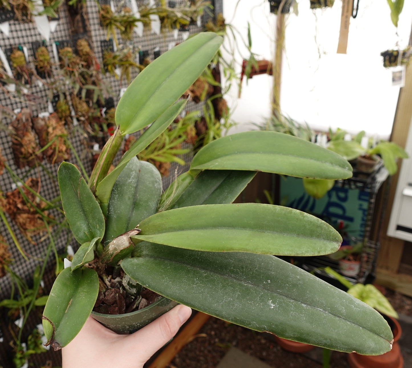 Cattleya maxima 'La Churonita'