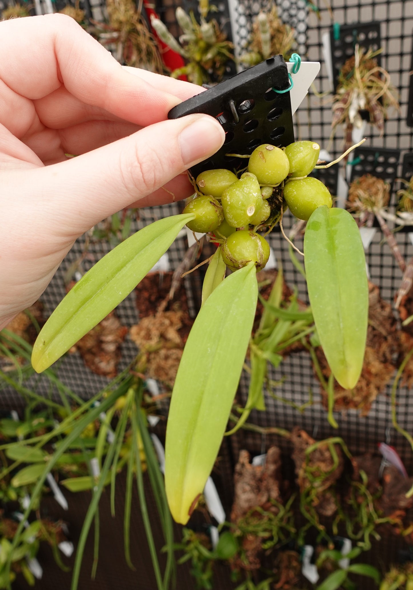 Bulbophyllum lilacinum