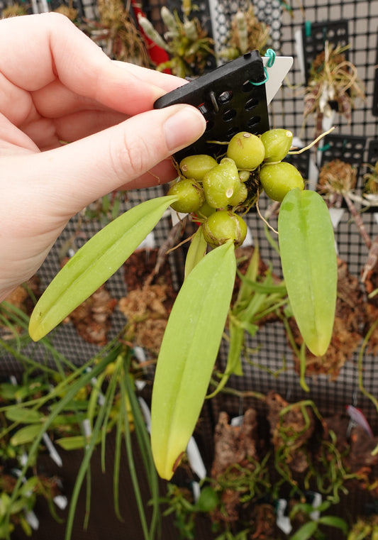 Bulbophyllum lilacinum