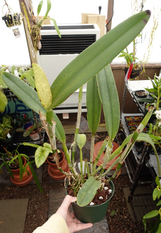 Cattleya maxima f. coerulea 'Gigi' x ('Angelo' x 'Scott')