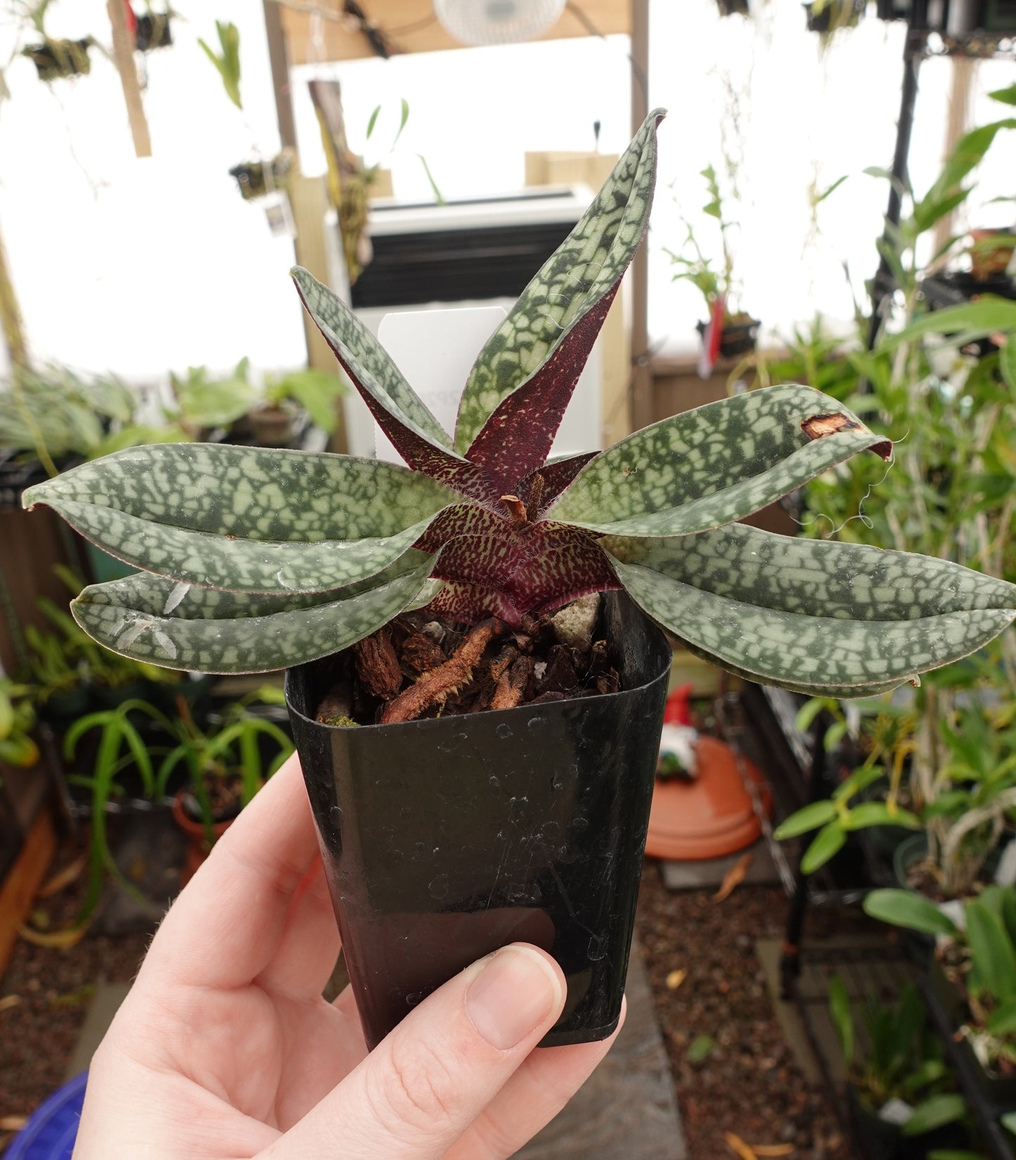 Paphiopedilum delenatii