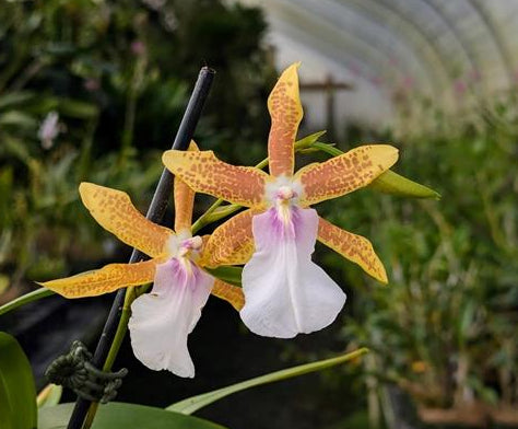 Miltonia Hybrid (unregistered)