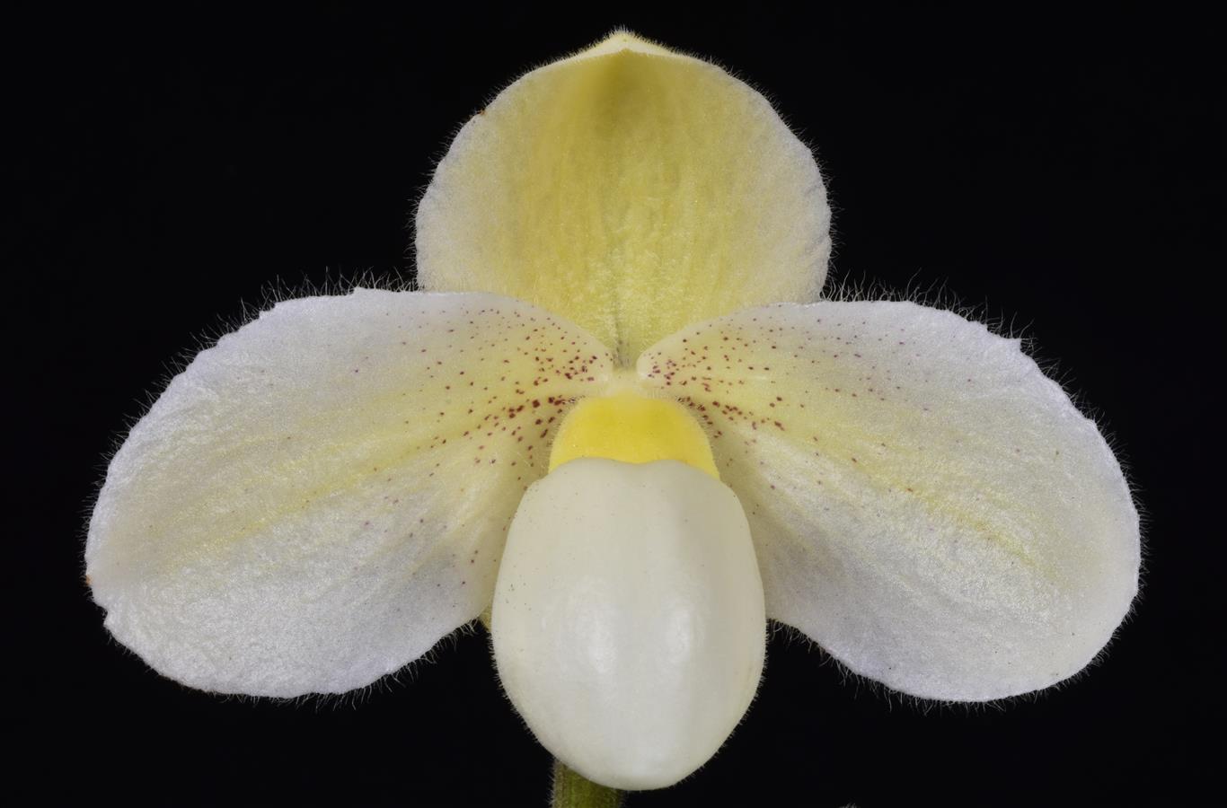Pahiopedilum God's Pearl