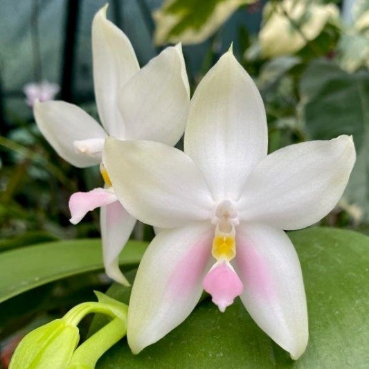 Phalaenopsis bellina 'Raingreen's Pink'