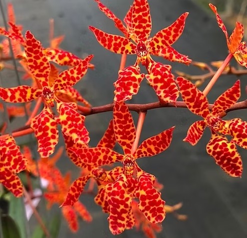 Renanthera Wynn McPheeters 'Valley Isle' x self
