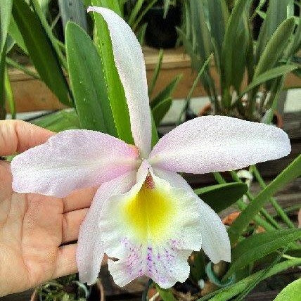 Rhyncholaeliocattleya Donna Kimura x Brassavola nodosa