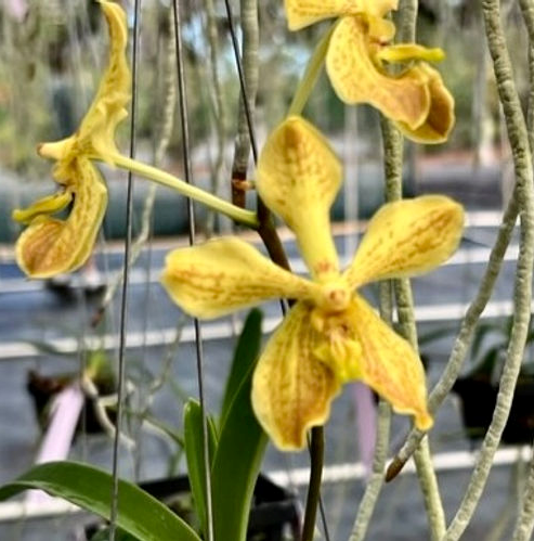 Vanda Boris 'Exotic Orchids' x lamellata 'Haiku'