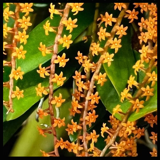 Aerangis hariotiana