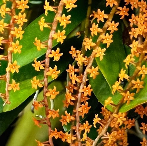 Aerangis hariotiana