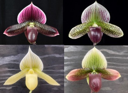 Assorted Maudiae Paphiopedilum Hybrids