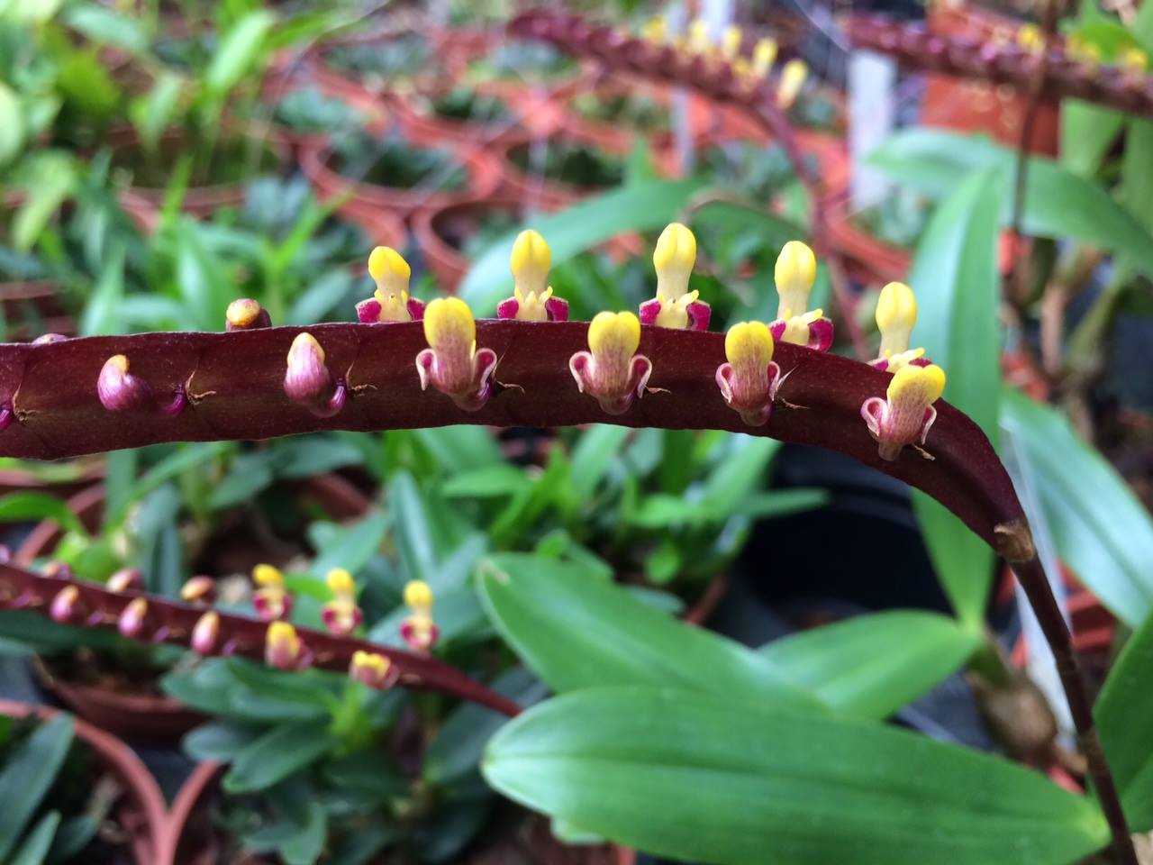 Bulbophyllum falcatum
