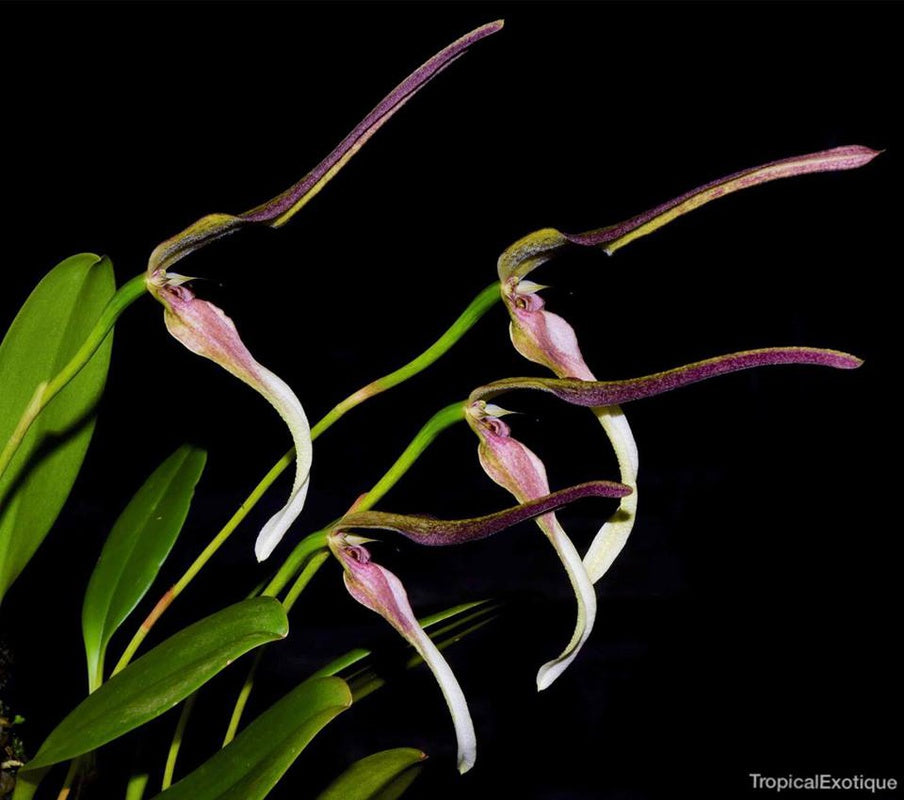 Bulbophyllum antenniferum