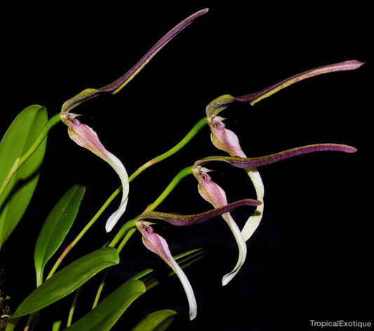 Bulbophyllum antenniferum