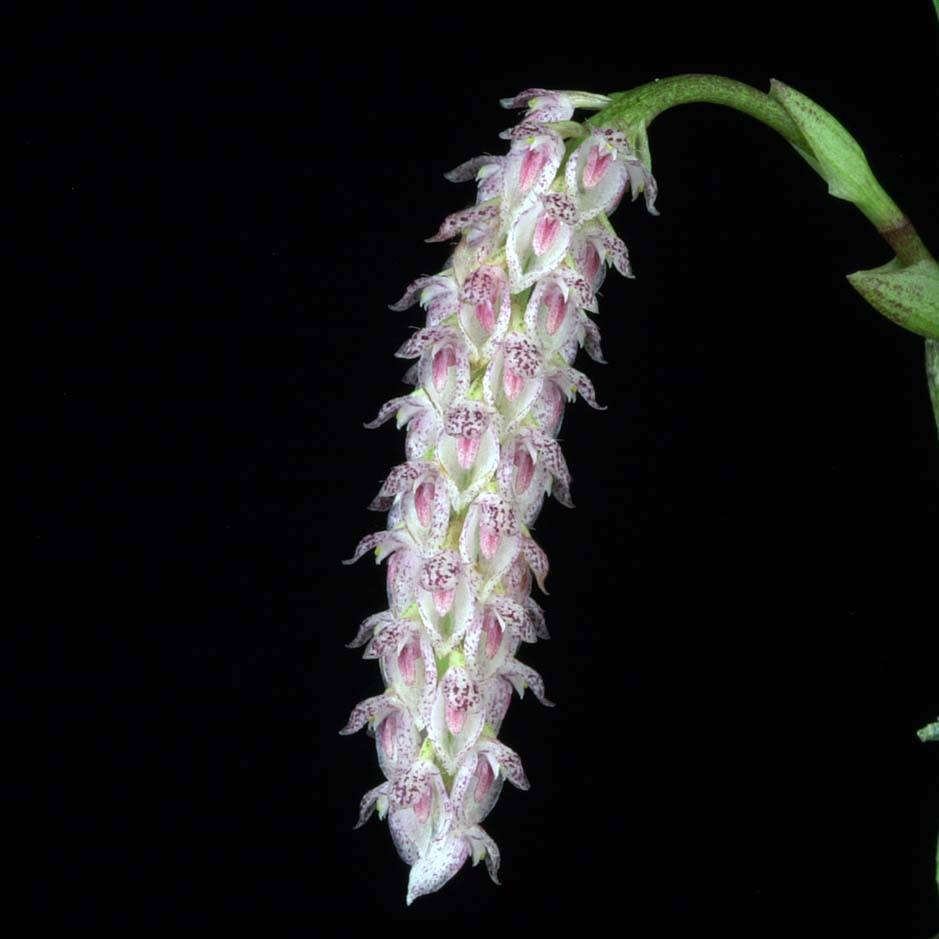 Bulbophyllum lilacinum