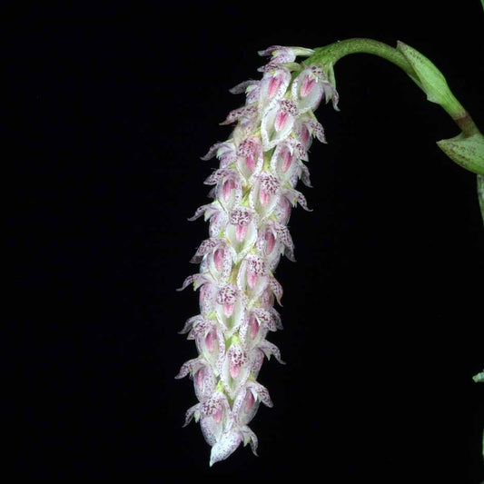 Bulbophyllum lilacinum