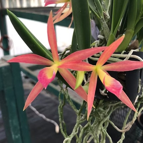 Brassocattleya Micro Fire 'Sparkler' JC/AOS