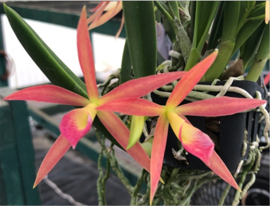 Brassocattleya Micro Fire 'Sparkler' JC/AOS
