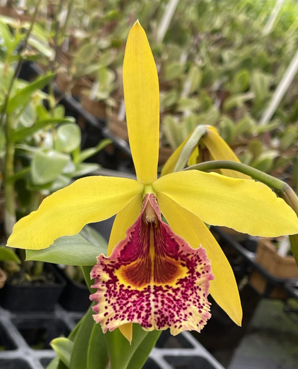 Brassocattleya Keowee 'Mendenhall'
