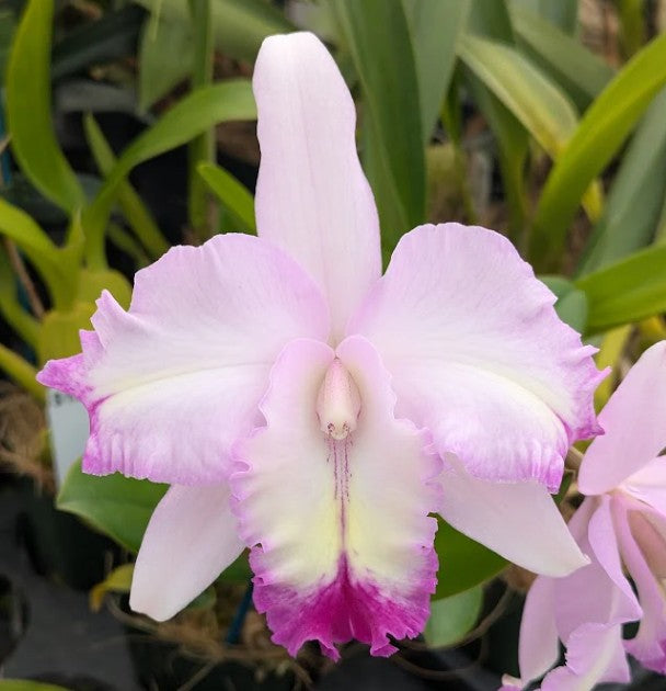 Brassolaeliocattleya Lia's Dream