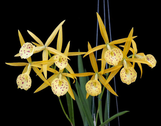 Brassocattleya Yellow Bird