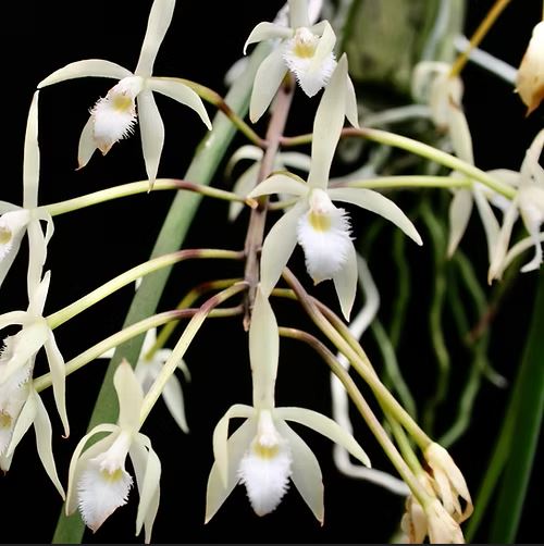 Brassavola martiana 'Mint Mist' AM/AOS x self