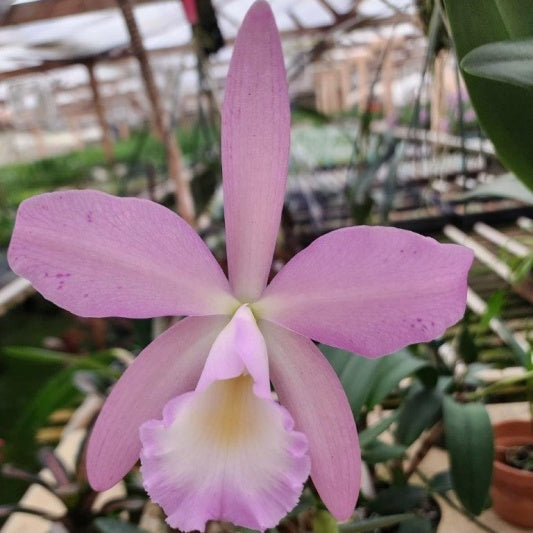 Brassocattleya Nodata x Rhyncholaeliocattleya Something Special 'Kayla Gross' AM/AOS