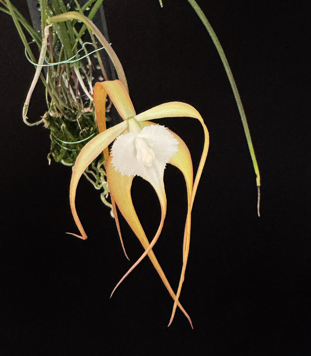 Brassavola cucullata