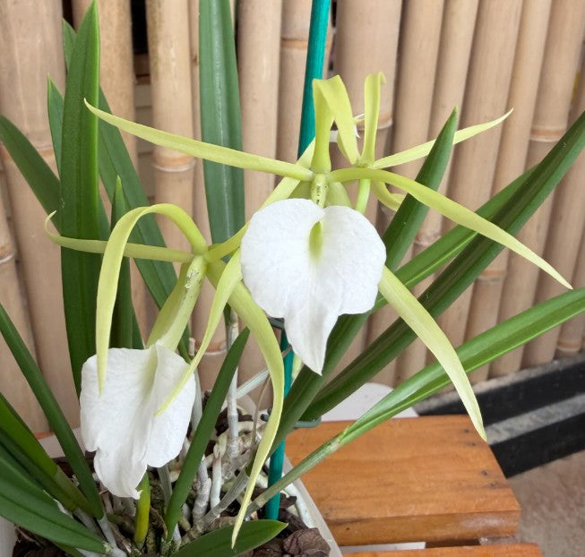 Brassavola nodosa 'Mas Mejor' x sib 'Remar'